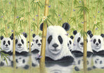 Bear Cats by Robert Bissell - panda bears in the bamboo