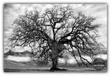 Valley Oak II - Fine Art Photography print by Dennis Hogan