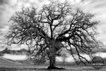 Valley Oak II - Fine Art Photography print by Dennis Hogan